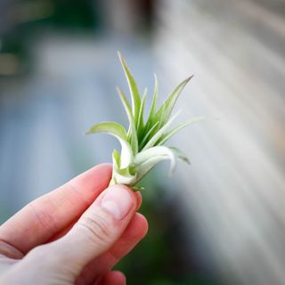 Tillandsia 'Multiflora'
