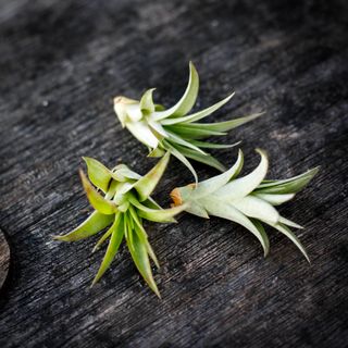 Tillandsia 'Multiflora'