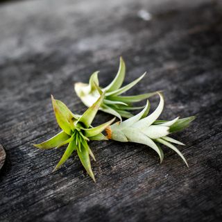 Tillandsia 'Multiflora'
