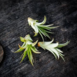 Tillandsia 'Multiflora'