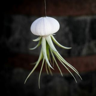 Tillandsia i sjöborreskal nr.2