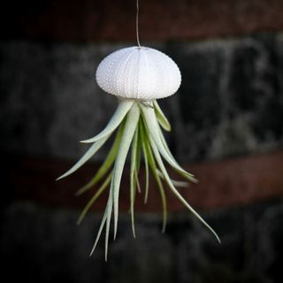 Tillandsia i sjöborreskal nr.2