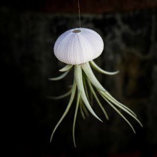 Tillandsia i sjöborreskal nr.2