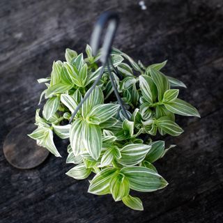 Tradescantia 'Brightness' i ampel