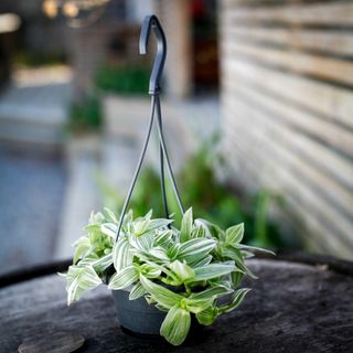 Tradescantia 'Brightness' i ampel