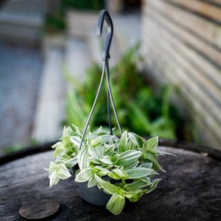 Tradescantia 'Brightness' i ampel