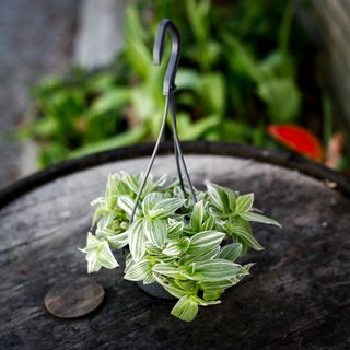 Tradescantia 'Brightness' i ampel