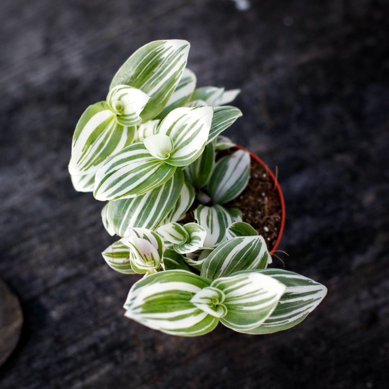 Tradescantia 'Brightness' 8,5 cm