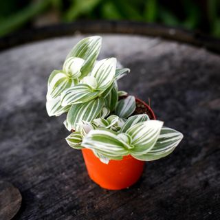 Tradescantia 'Brightness' 8,5 cm