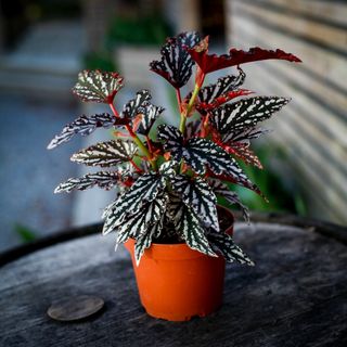 Begonia 'Spotlight Dark' 12 cm