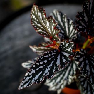 Begonia 'Spotlight Dark' 12 cm