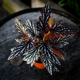 Begonia 'Spotlight Dark' 12 cm