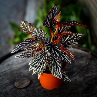 Begonia 'Spotlight Dark' 12 cm