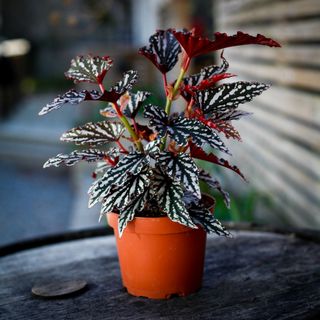 Begonia 'Spotlight Dark' 12 cm