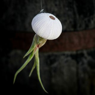 Tillandsia i sjöborreskal nr.1 RÄDDA MIG!