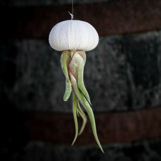 Tillandsia i sjöborreskal nr.1 RÄDDA MIG!