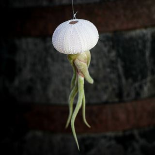 Tillandsia i sjöborreskal nr.1 RÄDDA MIG!