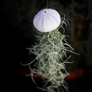 Tillandsia i sjöborreskal nr.3