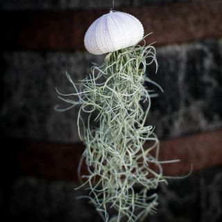 Tillandsia i sjöborreskal nr.3