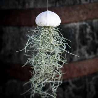 Tillandsia i sjöborreskal nr.3