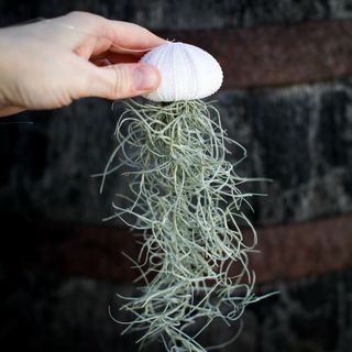 Tillandsia i sjöborreskal nr.3