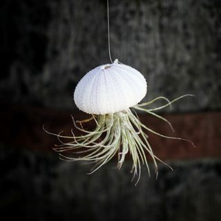 Tillandsia i sjöborreskal nr.4