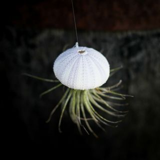 Tillandsia i sjöborreskal nr.4