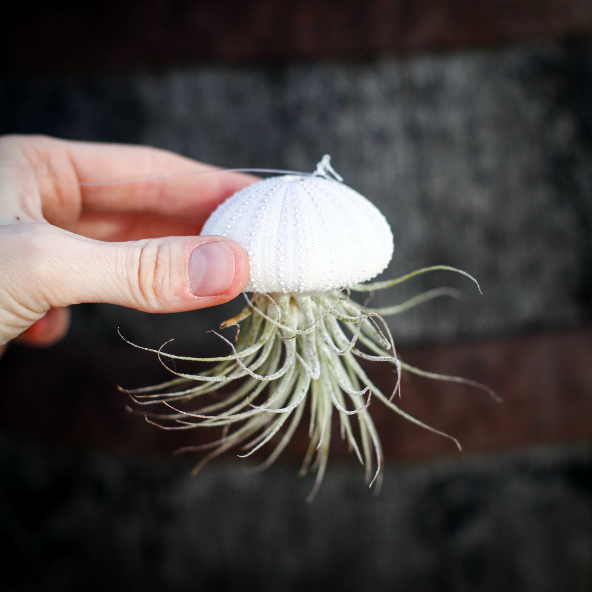 Tillandsia i sjöborreskal som hängande dekoration