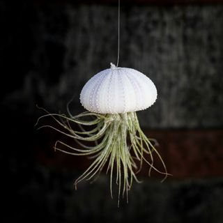 Tillandsia i sjöborreskal nr.4