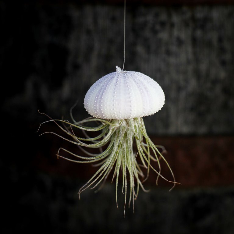 Tillandsia i sjöborreskal nr.4