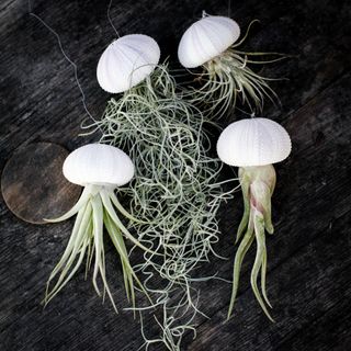 Tillandsia i sjöborreskal nr.3