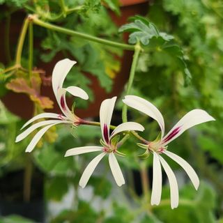 Pelargonium trifidum