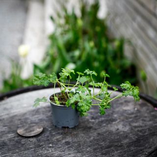 Pelargonium trifidum