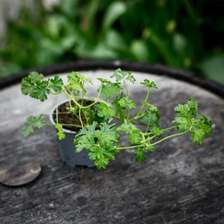 Pelargonium trifidum