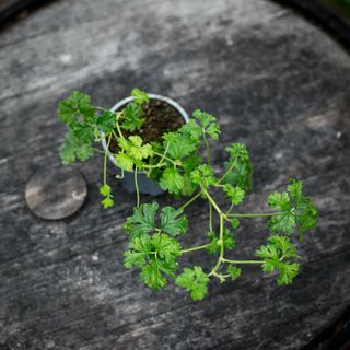 Pelargonium trifidum