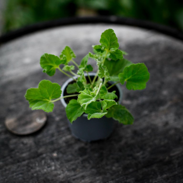 Pelargonium 'Islington Peppermint' 8 cm
