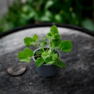Pelargonium 'Islington Peppermint'