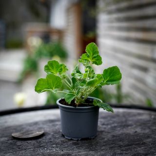 Pelargonium 'Islington Peppermint'
