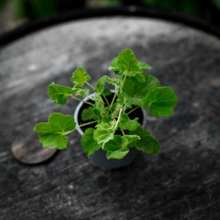 Pelargonium 'Islington Peppermint'