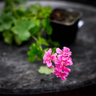 Pelargonium 'Laced Sugar Baby'