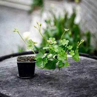 Pelargonium 'Laced Sugar Baby'