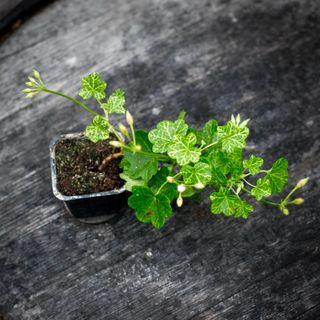 Pelargonium 'Laced Sugar Baby'