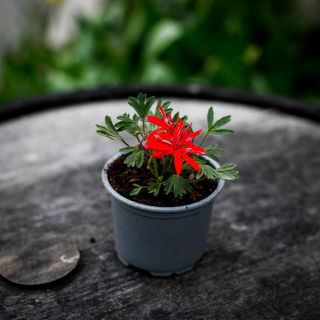 Pelargonium 'Urchin'