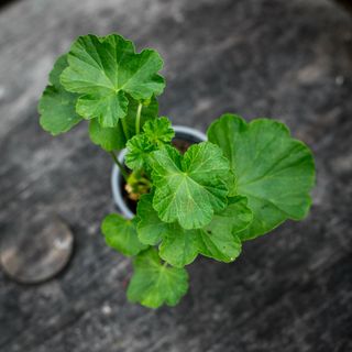 Pelargonium 'Bornholm'