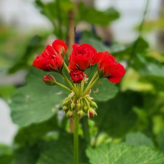 Pelargonium 'Bornholm'