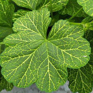 Pelargonium 'Bornholm'