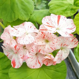 Pelargonium 'Vit Gemma'