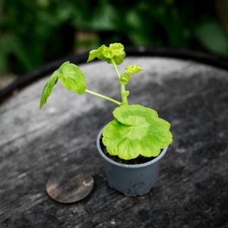 Pelargonium 'Vit Gemma'