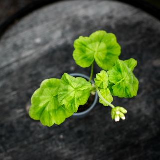 Pelargonium 'Vit Gemma'