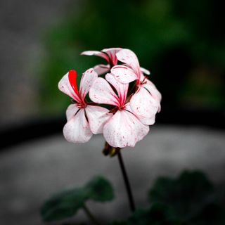 Pelargonium 'Duncan Eagles'